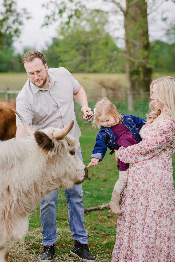 A family of three brush and pet a highland cow during their family photography session with Christy Rice Photography at Cooper's Knoll farm in Pataskala, Ohio.