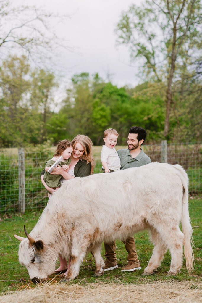 A family of four, a mom and dad and two year old twins, brush and pet a white highland cow during their family photography session with Christy Rice Photography at Cooper's Knoll Farm in Pataskala, Ohio