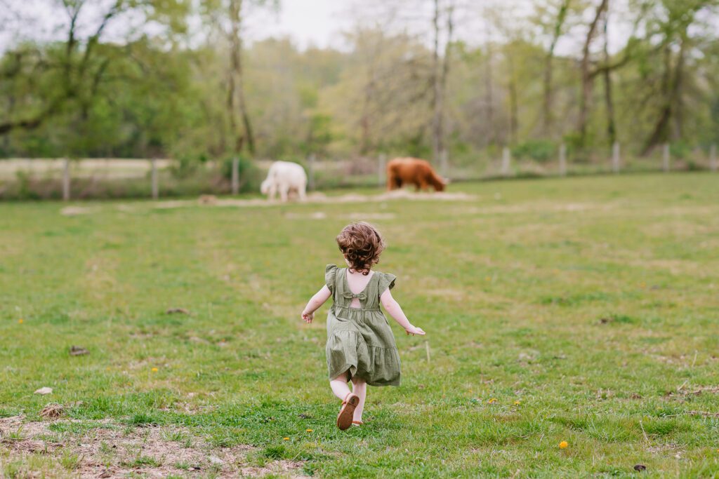 A two year old girl runs toward cows in a field during her family photography session with Christy Rice Photography at Cooper's Knoll Farm in Pataskala, Ohio